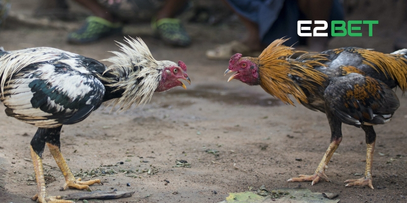 Đá Gà C3 – Trải Nghiệm Cá Cược Đỉnh Cao Trực Tuyến Tại E2BET 2 Đá gà C3 – Giải đấu hấp dẫn và chuyên nghiệp