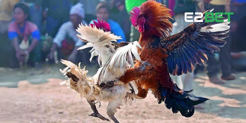 Đá Gà Đòn Mỹ - Trải Nghiệm Trận Đấu Hấp Dẫn, Thưởng Lớn Hàng Ngày Tại E2BET 2 Đá gà đòn Mỹ mang đến chiến thuật và sự kịch tính cực độ