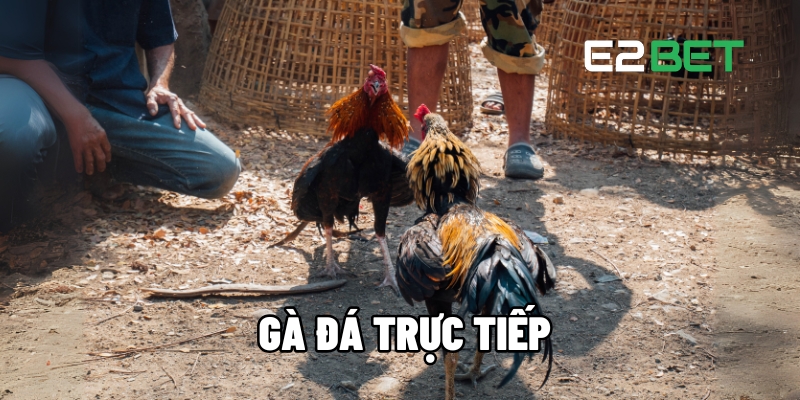 Gà Đá Trực Tiếp E2BET: Điểm Xem Đá Gà Hấp Dẫn Hàng Đầu 2025 1 ga da truc tiep 1