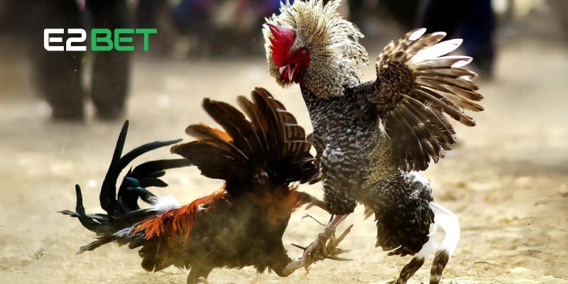 Gà Đá Trực Tiếp E2BET: Điểm Xem Đá Gà Hấp Dẫn Hàng Đầu 2025 4 Các hình thức gà đá trực tiếp phổ biến tại E2BET hiện nay