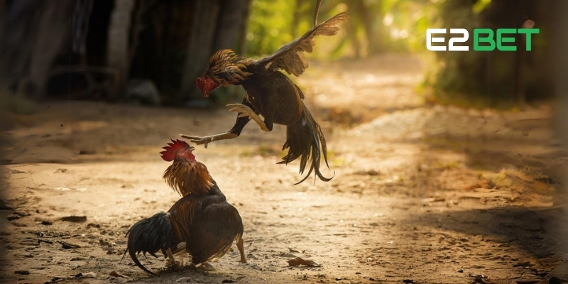 Luật đá gà mạng dễ hiểu giúp bạn nhanh chóng tham gia