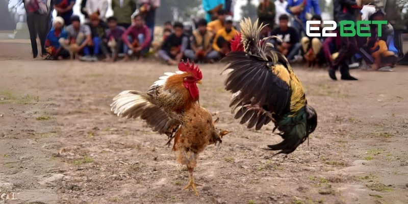 Chơi kèo cược đá gà mạng hiệu quả yêu cầu chiến thuật và kinh nghiệm