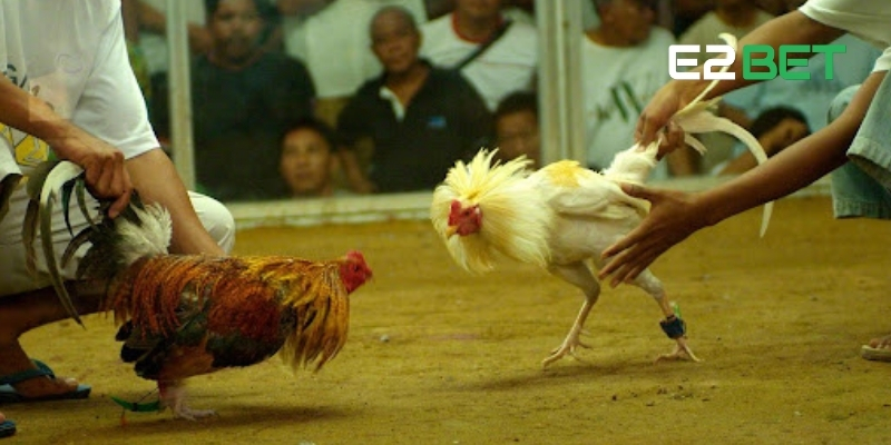 Kèo Wala là gì? Dựa vào yếu tố trận đấu để nhận diện kèo hiệu quả
