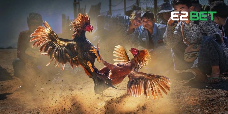Luật đá gà Thomo ngày càng thu hút nhờ tính cạnh tranh cao