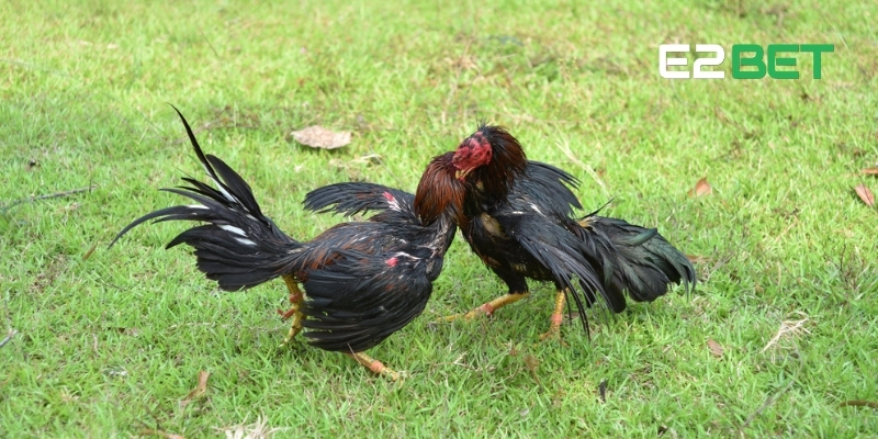 Luật Đá Gà Miền Nam - Quy Định Quan Trọng Mọi Người Chơi Nên Nắm Tại E2BET 2 Luật đá gà miền Nam tỉ mỉ cho các newbie