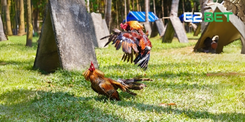 Điểm qua những màu mạng gà chọi nổi bật nhất